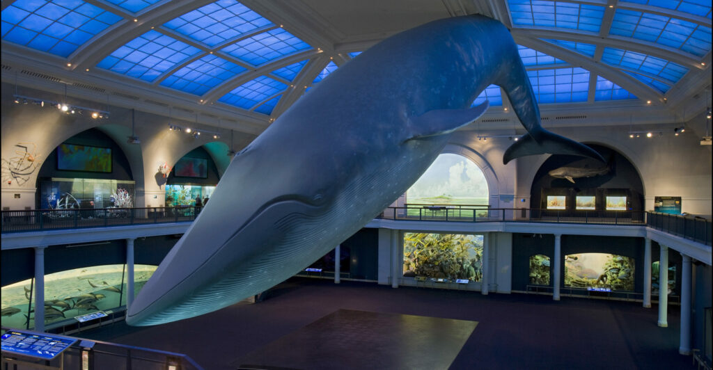 Hall of Ocean Life, Blue Whale
